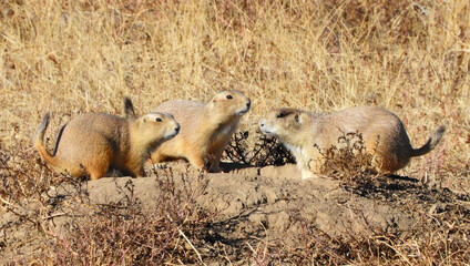 Fototapeta premium close up of three black-tailed prairie dogs on top of their burrow at the rocky mountain arsenal wildlife refuge in commerce city, near denver, colorado 