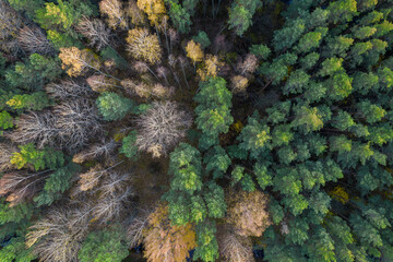 Directly above aerial drone full frame shot of green emerald pine forests and yellow foliage groves with beautiful texture of treetops. Beautiful fall season scenery. Mountains in autumn golden colors