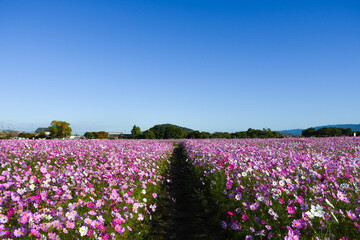 Fototapeta premium cosmos flowers in full bloom under the blue autumn sky