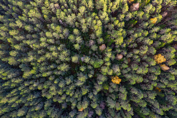 Directly above aerial drone full frame shot of green emerald pine forests and yellow foliage groves with beautiful texture of treetops. Beautiful fall season scenery. Mountains in autumn golden colors