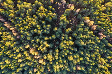 Directly above aerial drone full frame shot of green emerald pine forests and yellow foliage groves with beautiful texture of treetops. Beautiful fall season scenery. Mountains in autumn golden colors