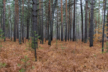 Autumn walk along the old road in the forest. Autumn landscape in the rays of the sun. Autumn landscape with colorful fall foliage trees.