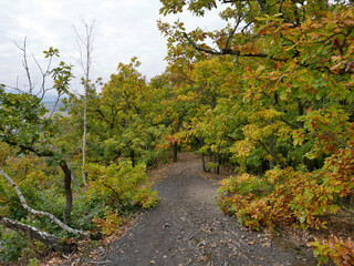 Fototapeta na wymiar Trail through a colorful autumn forest in Central Bohemia