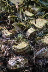 Fototapeta premium Palm tree trunk