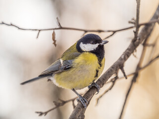 Naklejka premium Cute bird Great tit, songbird sitting on a branch without leaves in the autumn or winter.