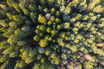 Directly above aerial drone full frame shot of green emerald pine forests and yellow foliage groves with beautiful texture of treetops. Beautiful fall season scenery. Mountains in autumn golden colors