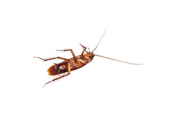 Close-up of a cockroach lying on its back, legs pointing up on a white background. Isolated.