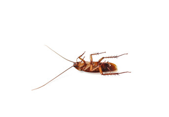 Close-up of a cockroach lying on its back, legs pointing up on a white background. Isolated.