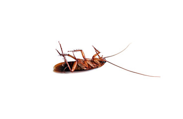 Close-up of a cockroach lying on its back, legs pointing up on a white background. Isolated.