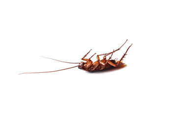 Close-up of a cockroach lying on its back, legs pointing up on a white background. Isolated.