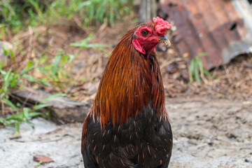 rooster in the farm