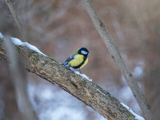 Obraz premium Cute bird Great tit, songbird sitting on a branch without leaves in the autumn or winter.