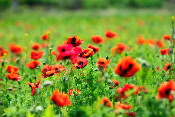 Wild poppies growing in a spring field.