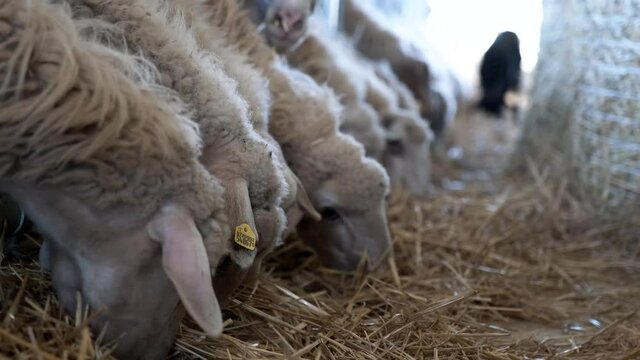 Sheep in a row, eat hay in the farm fence