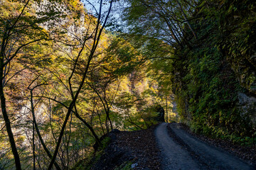 Rural Road in the autumnal forest and mountains morning time. Okutama Japan