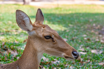 An adorable red deer in the green forest.	
