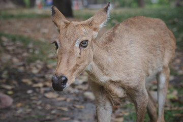 An adorable red deer in the green forest.	

