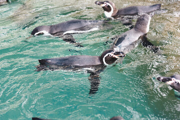 Naklejka premium African adorable penguin or Spheniscus demersus also known as the jackass penguin and black-footed penguin. which stay in African. 