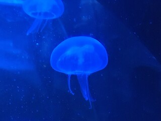 Naklejka na ściany i meble jellyfish 3