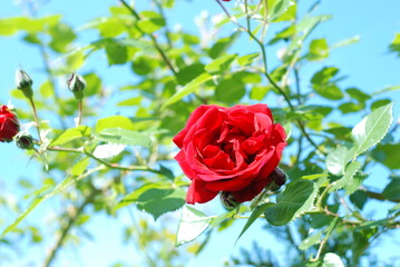 red rose in the garden