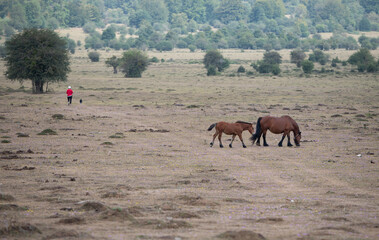two horses in the meadow while a person walks his dog