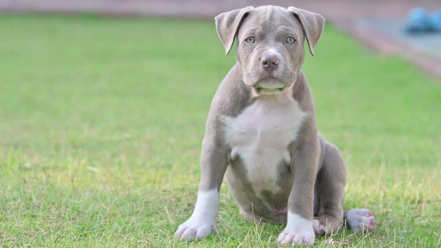 Puppy dogs American bully dogs cute dog or funny dog 4k