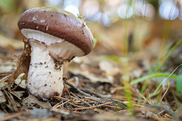 Wild mushroom growing in the Forest of southern Europe
