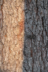 Old wood pine bark texture or background.