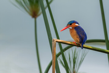 Malachite Kingfisher - Alcedo cristata, beautiful small blue and orange river kingfisher from African rivers and mangrove, Queen Elizabeth National Park, Uganda.