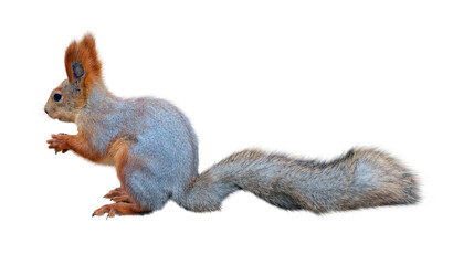 Obraz premium Red cute squirrel with long ears on white