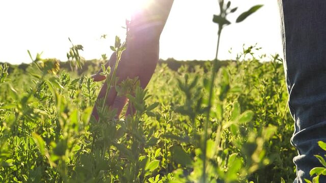 Hand of a farmer touches green leaves of alfalfa in the meadow