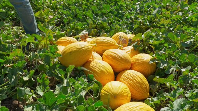Piling melons in farmland
