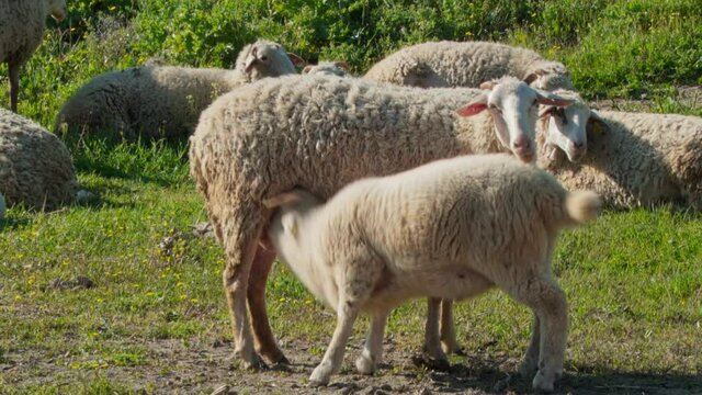 Lamb suckiling feeding on mothers milk
