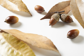 シラカシのドングリを白バックで