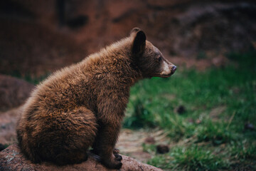 Brown bear cub