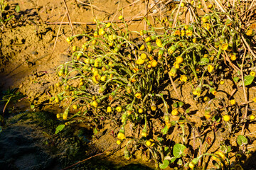 Foalfoot (tussilago farfara) blossoming on spring