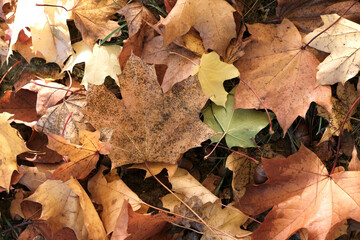 feuilles d'automne
