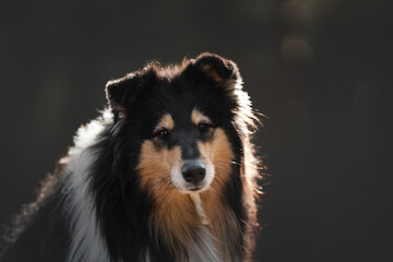 rough collie dog