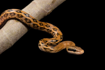Chinese beauty ratsnake (Elaphe taeniura taeniura) on a black background