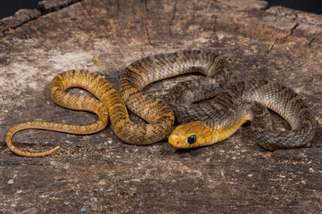 Yellow-tailed indigo snake (Drymarchon corais) on a black background