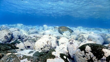Sea turtle in in the shallow blue waters. 