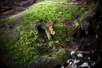 Forest closeups, mushroom and fall