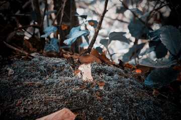 Forest closeups, mushroom and fall