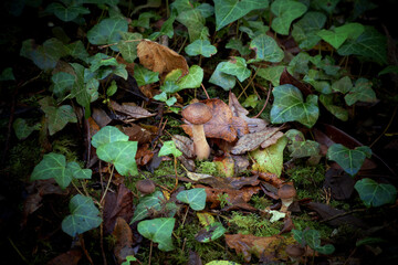 Forest closeups, mushroom and fall