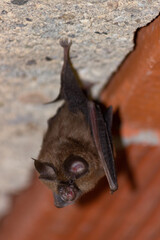 Um Morcego no teto