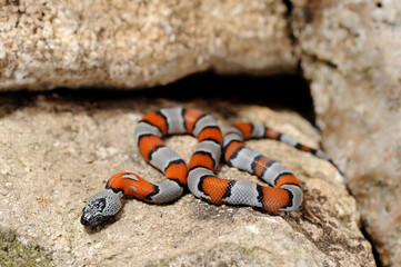 Gray-banded kingsnake (Lampropeltis alterna)