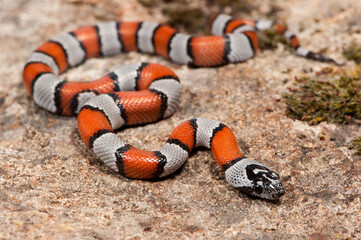 Naklejka premium Gray-banded kingsnake (Lampropeltis alterna)