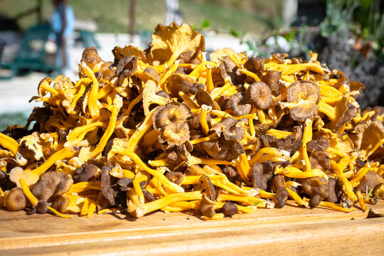 Pile of chanterelles - 
Craterellus tubaeformis after foraging for wild mushrooms in the forest