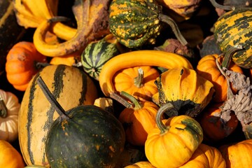 pumpkins and gourds © Dorota