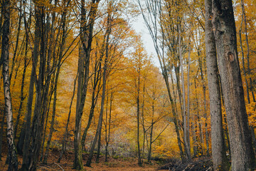 autumn in the forest